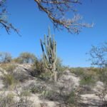 3 Arizona Book Sonoran Desert My Picture