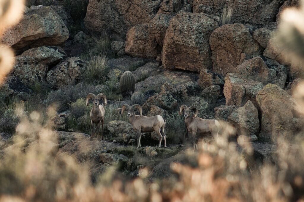 Big Horn Sheep