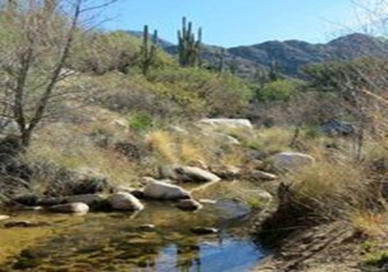 Catalina State Park, AZ